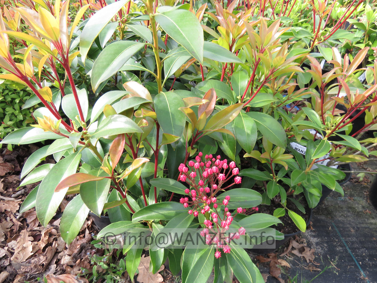 Kalmia latifolia Ewa 06.JPG